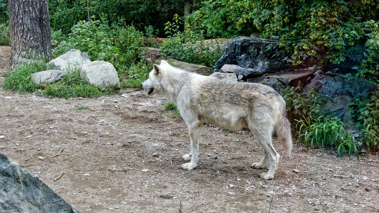 20190807-120456•International Wolf Center•Ely•Minnesota•USAA